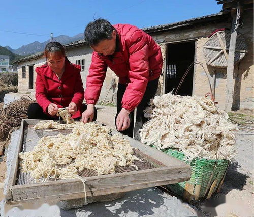 桑皮紙制作技藝