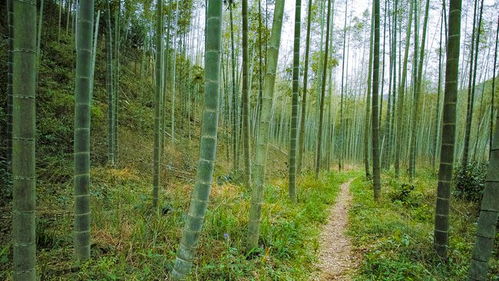 婺源賦春,一群女子撐著油紙傘,走進溫婉的江南夢